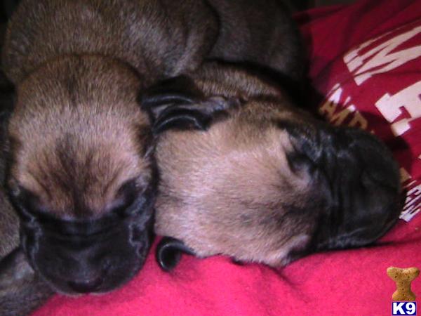 Puppies in NE